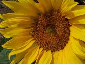 Just a beautiful sunflower